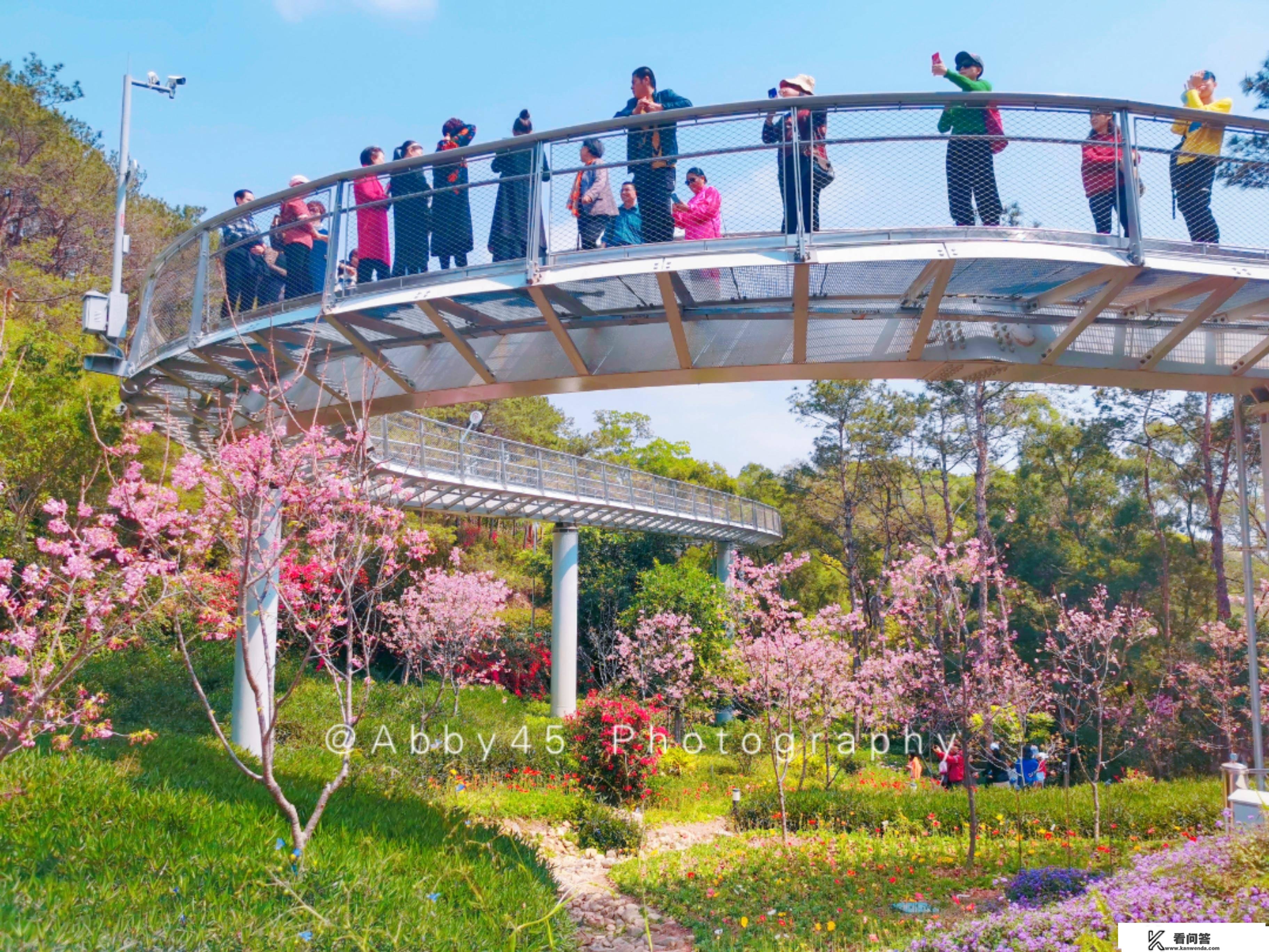 厦门必去的春游地，少不了海上明珠下的樱花谷，漫山遍野繁花似锦