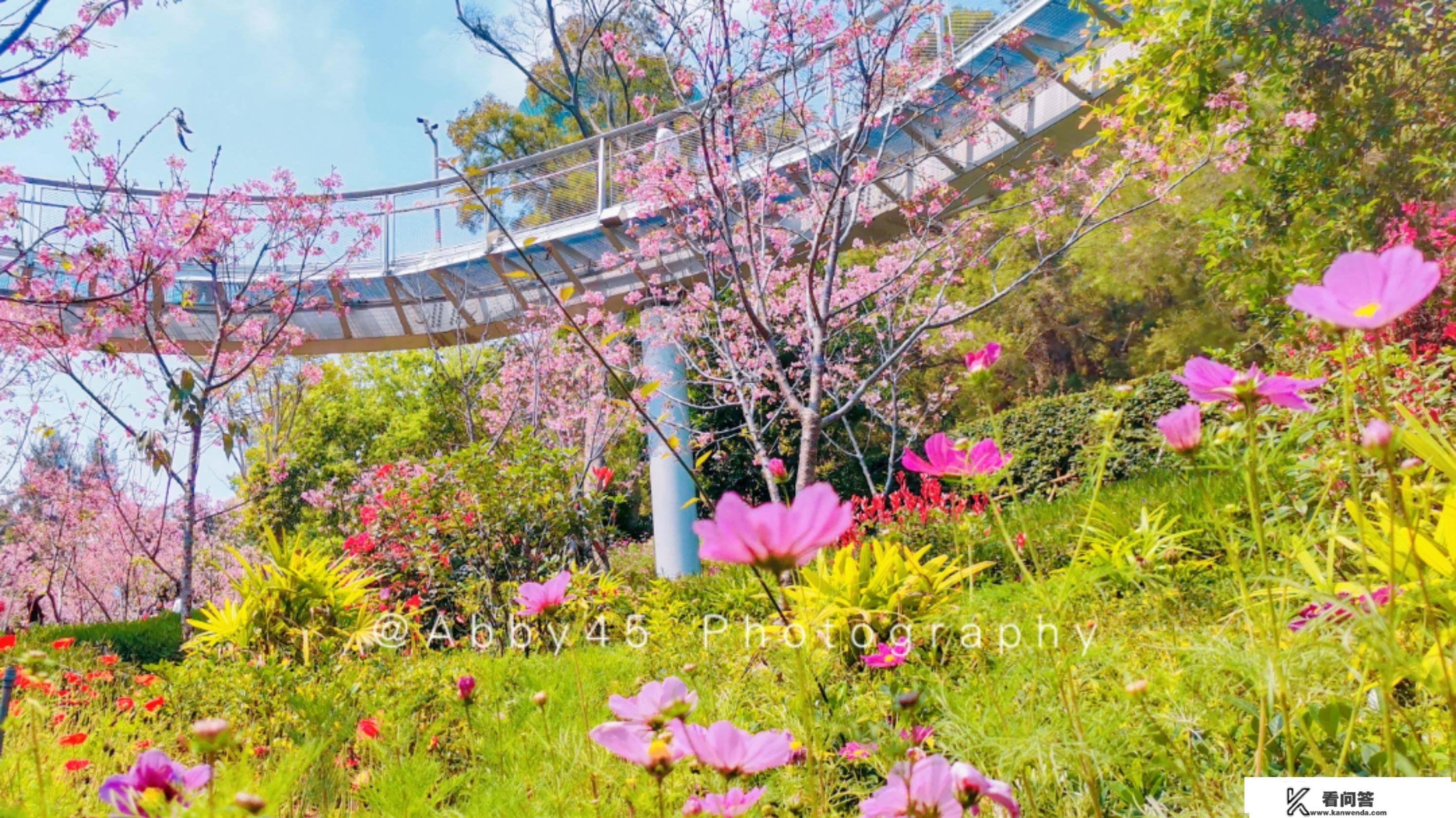 厦门必去的春游地，少不了海上明珠下的樱花谷，漫山遍野繁花似锦