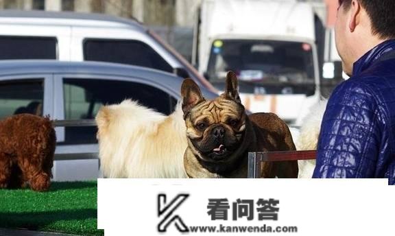 买狗防坑篇：那7种狗，其实不值得买！