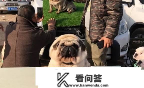 买狗防坑篇：那7种狗，其实不值得买！