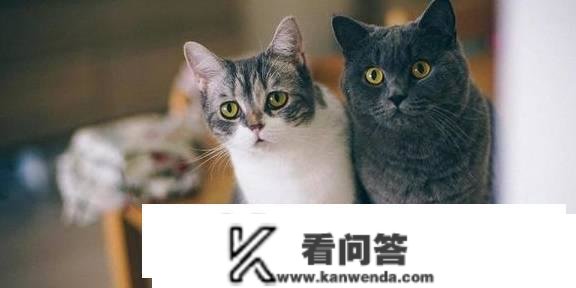 给猫咪买营养膏实的是交智商税吗？到底值不值得买？