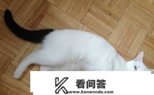 猫的尾巴有什么用？