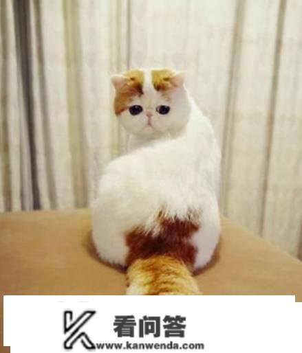 猫的尾巴有什么用？