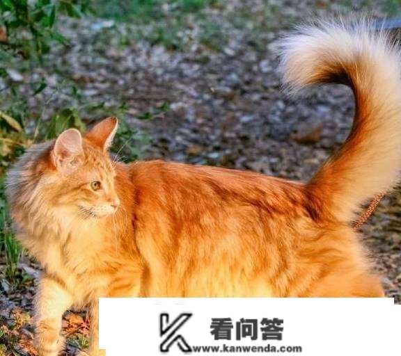 猫的尾巴有什么用？