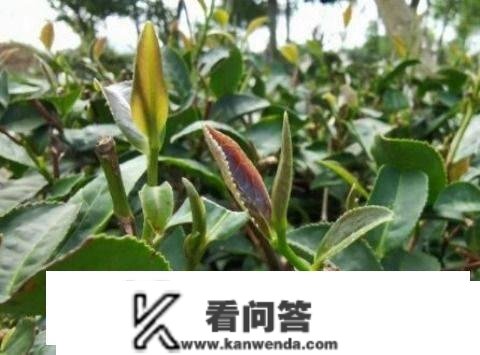 湘舜茶：茶多酚有什么用