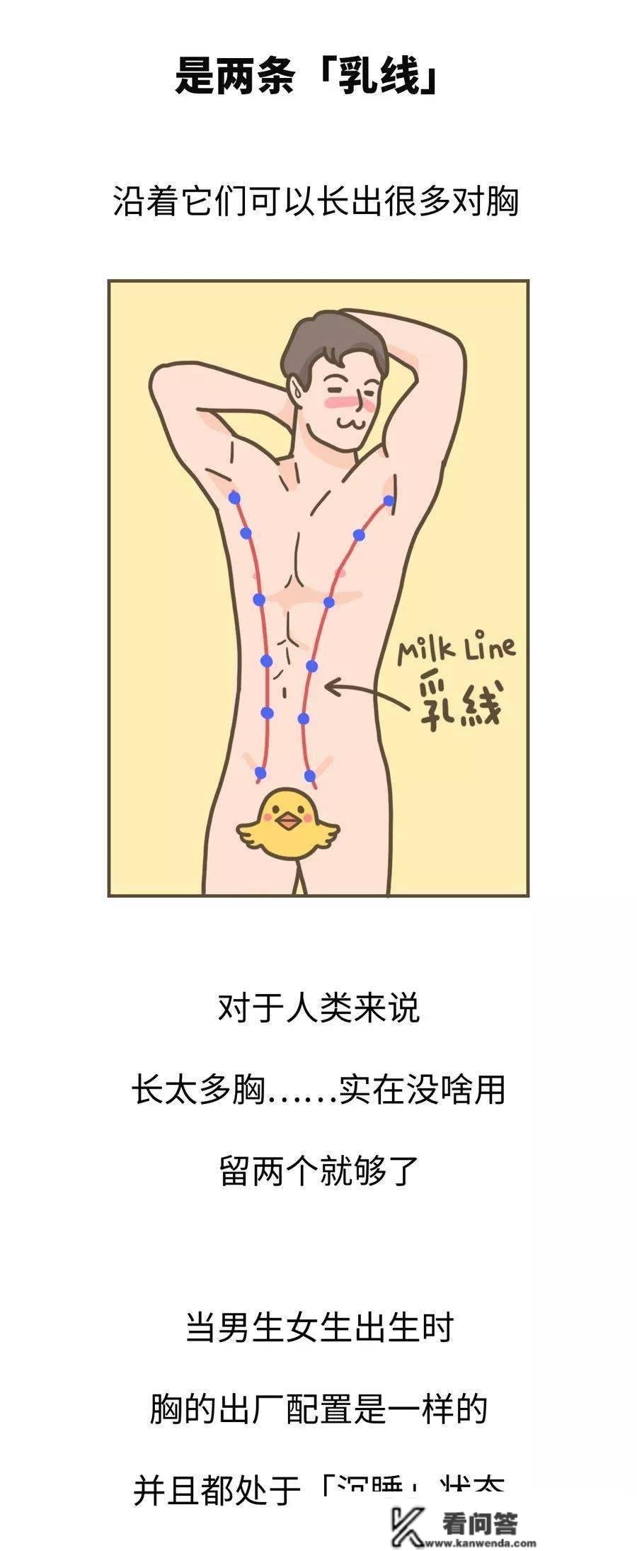 汉子的胸，到底有什么用？