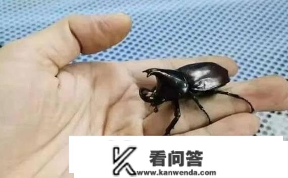 姬兜虫能够有什么用？