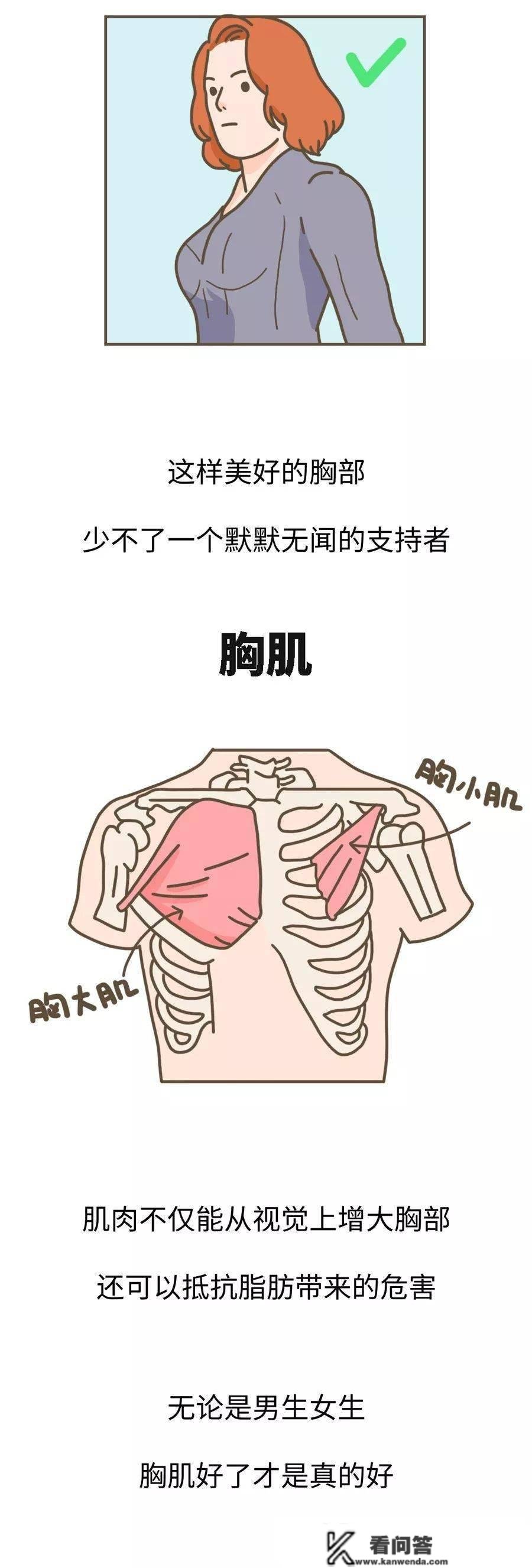 汉子的胸，到底有什么用？