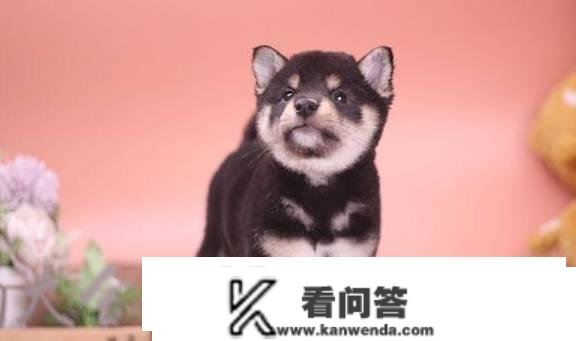 柴犬幼崽几钱一只？一个月的破费大要是几？