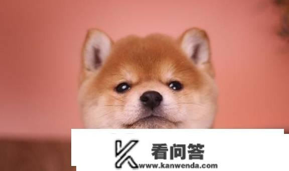 柴犬幼崽几钱一只？一个月的破费大要是几？