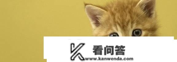 猫叫是什么意思？猫咪不断叫是什么意思