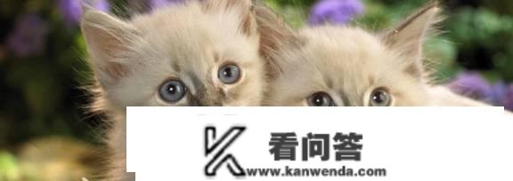 猫叫是什么意思？猫咪不断叫是什么意思