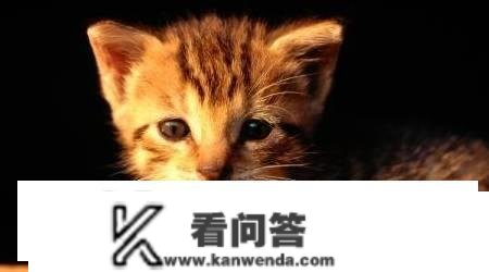 猫叫是什么意思？猫咪不断叫是什么意思