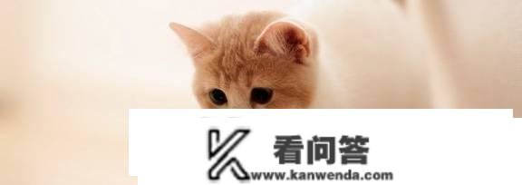 猫咪尾巴下垂是什么意思？猫咪竖尾巴是什么意思