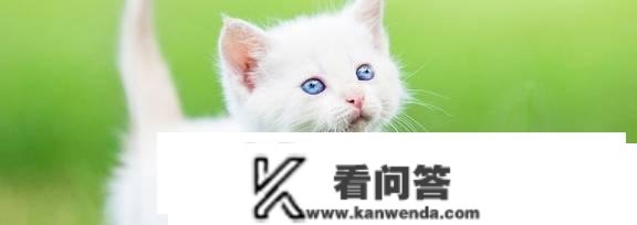 猫咪尾巴下垂是什么意思？猫咪竖尾巴是什么意思