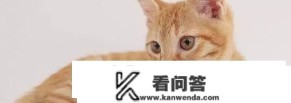 猫咪叫是什么意思？猫咪嗷呜叫是什么意思