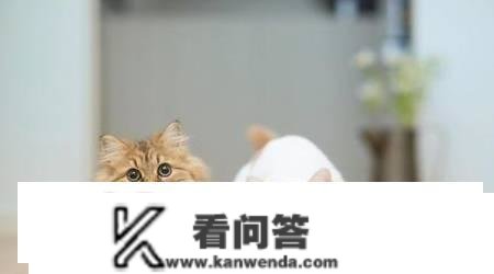 猫咪叫是什么意思？猫咪嗷呜叫是什么意思