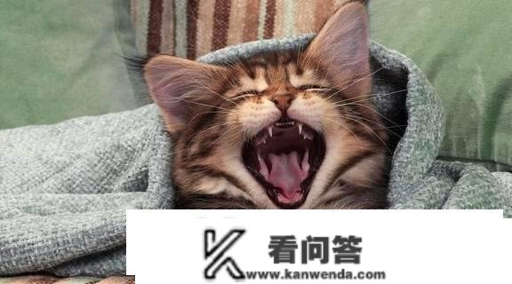 猫咪叫是什么意思？猫咪嗷呜叫是什么意思