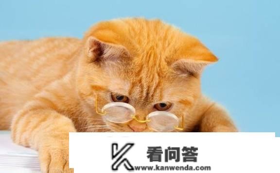 原创
                全价猫粮是什么意思