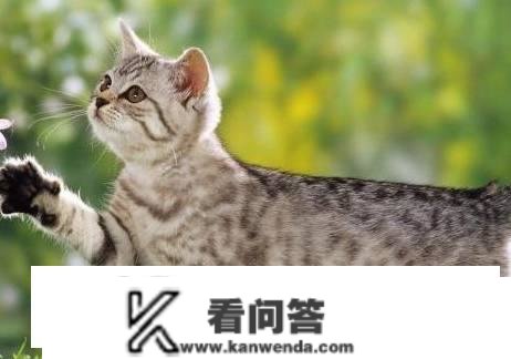 原创
                全价猫粮是什么意思