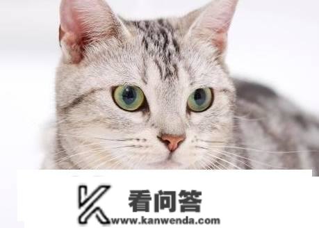 原创
                全价猫粮是什么意思