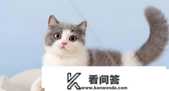 猫猫拉稀是什么意思