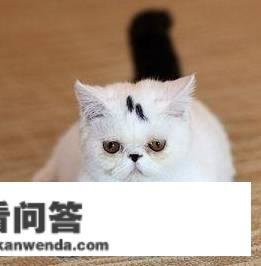 猫猫拉稀是什么意思