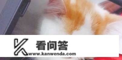 猫猫拉稀是什么意思