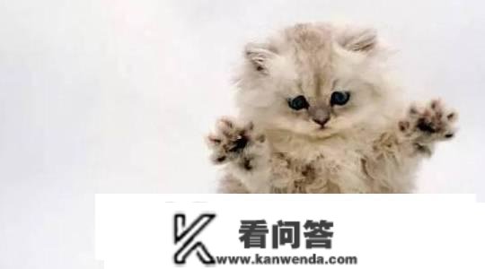 猫猫拉稀是什么意思