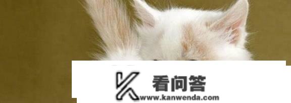 猫哈气是什么意思？