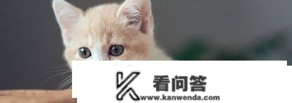 猫哈气是什么意思？