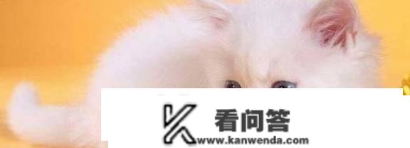 猫有哪些品种？它们都有哪些特点