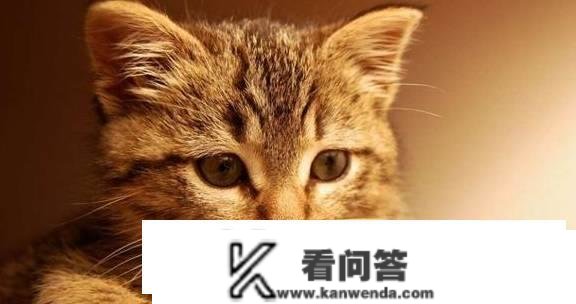 猫有哪些品种？它们都有哪些特点