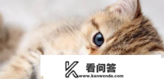 猫有哪些品种？它们都有哪些特点