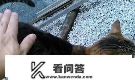 让母猫暂停发情的办法有哪些？有哪些利弊