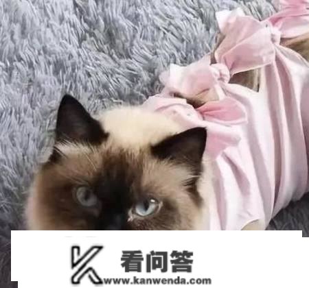 让母猫暂停发情的办法有哪些？有哪些利弊