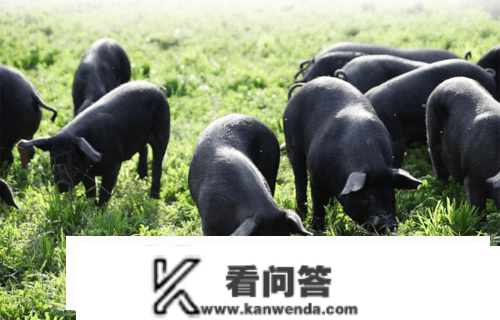 中国食草猪都有哪些品种？别离有哪些特点？