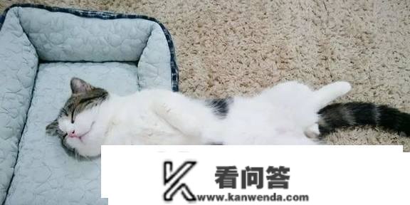 猫被蛇咬了吐沫子本身能好么？要怎么处置？