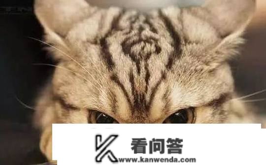 你家猫咪不高兴的时候，会怎么做？