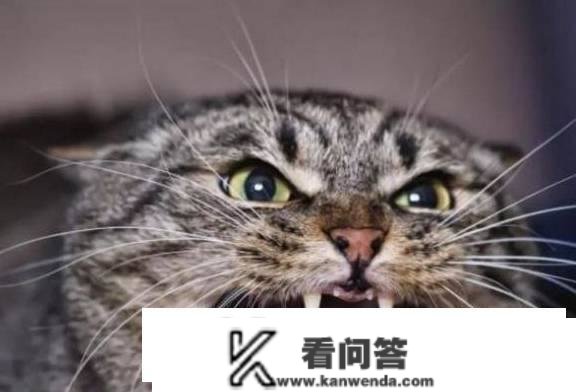 你家猫咪不高兴的时候，会怎么做？