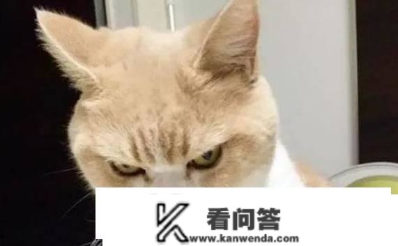 你家猫咪不高兴的时候，会怎么做？