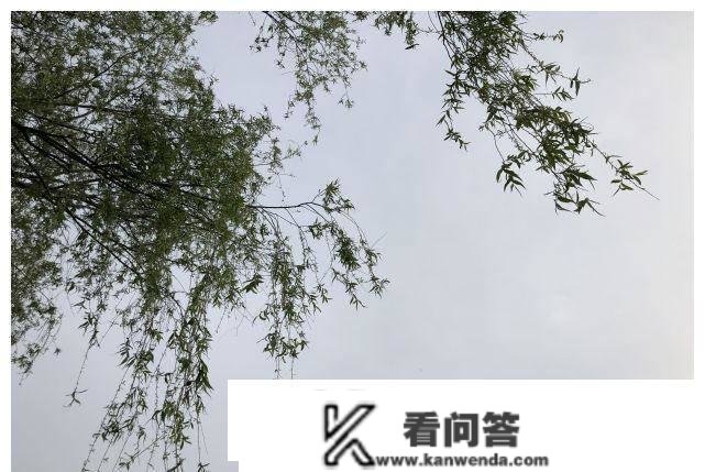 明天就是春天的甲子了，俗话说：“春雨甲子，泥泞万里”，明天会下雨吗？