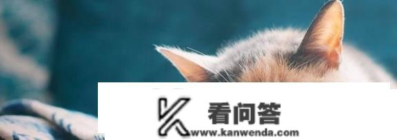 猫为什么凌晨五六点叫？