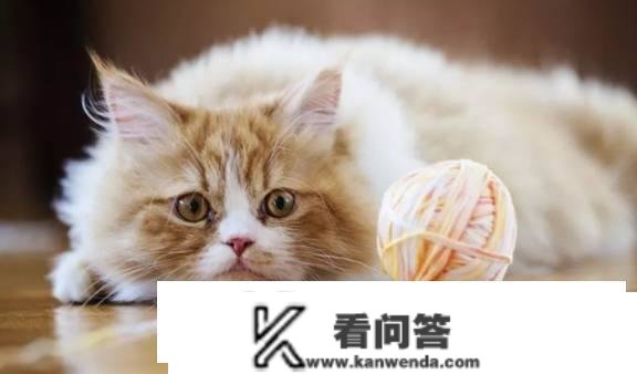 猫为什么凌晨五六点叫？