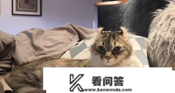 猫为什么凌晨五六点叫？