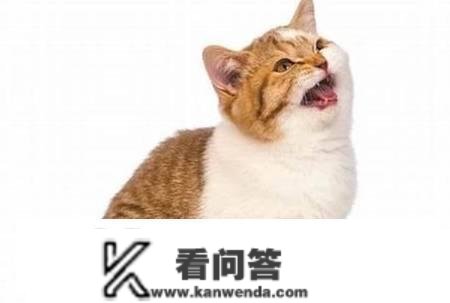 猫为什么会叫？猫叫的很惨痛是为什么