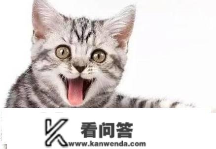 猫为什么会叫？猫叫的很惨痛是为什么