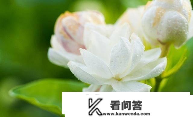 茉莉花买回来后，如何种植办理？