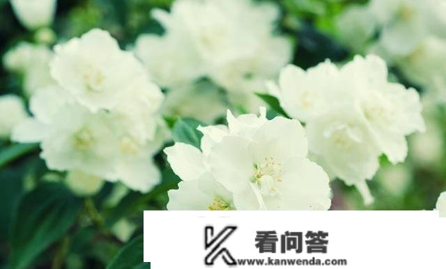 茉莉花买回来后，如何种植办理？