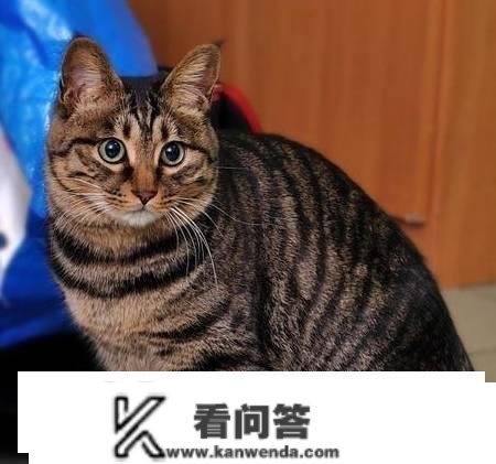 为什么在所有的家猫中，中国狸花猫的野性是更大的？